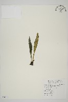 叢葉鐵角蕨藏品圖，第1張