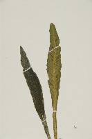 叢葉鐵角蕨藏品圖，第3張