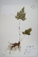 翅柄鳳尾蕨藏品圖，第1張