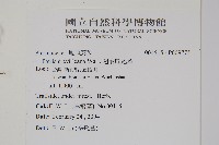 翅柄鳳尾蕨藏品圖，第2張