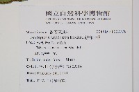 觀音座蓮藏品圖，第2張