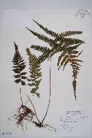 東洋蹄蓋蕨藏品圖，第1張