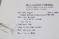 東洋蹄蓋蕨藏品圖，第2張