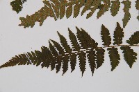 東洋蹄蓋蕨藏品圖，第3張