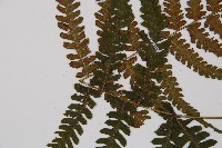 東洋蹄蓋蕨藏品圖，第4張