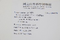 南海鱗毛蕨藏品圖，第2張