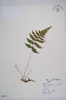 東洋蹄蓋蕨藏品圖，第1張