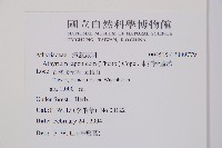 東洋蹄蓋蕨藏品圖，第2張