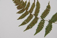 東洋蹄蓋蕨藏品圖，第3張