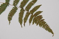 東洋蹄蓋蕨藏品圖，第4張