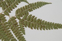 斜方複葉耳蕨藏品圖，第3張