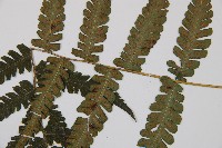 東洋蹄蓋蕨藏品圖，第3張