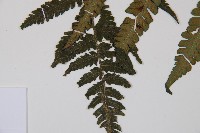 東洋蹄蓋蕨藏品圖，第4張