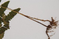 東洋蹄蓋蕨藏品圖，第3張