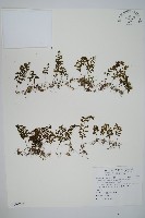 厚壁蕨藏品圖，第1張