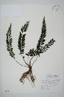 菲律賓厚葉蕨藏品圖，第1張