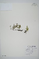 圓唇假脈蕨藏品圖，第1張