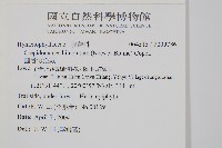 圓唇假脈蕨藏品圖，第2張