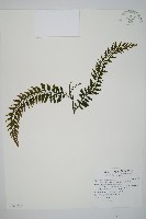 瓶蕨藏品圖，第1張