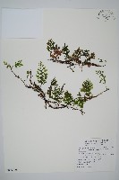 圓唇假脈蕨藏品圖，第1張