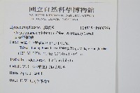 圓唇假脈蕨藏品圖，第2張