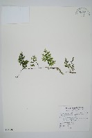 圓唇假脈蕨藏品圖，第1張