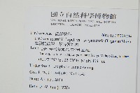 攀緣陵齒蕨、攀緣鱗始蕨藏品圖，第2張