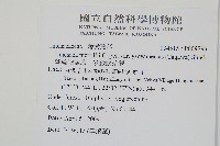 攀緣陵齒蕨、攀緣鱗始蕨藏品圖，第2張