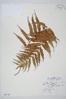 蘭嶼鐵角蕨藏品圖，第1張