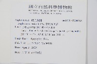 蘭嶼鐵角蕨藏品圖，第2張