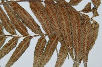 蘭嶼鐵角蕨藏品圖，第3張