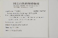 翅柄三叉蕨藏品圖，第2張