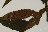 翅柄三叉蕨藏品圖，第4張
