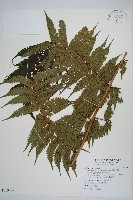 蘭嶼筆筒樹、蘭嶼桫欏藏品圖，第1張