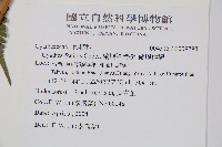 蘭嶼筆筒樹、蘭嶼桫欏藏品圖，第2張