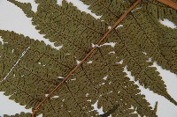 蘭嶼筆筒樹、蘭嶼桫欏藏品圖，第4張