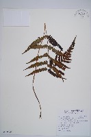 東洋蹄蓋蕨藏品圖，第1張