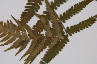 東洋蹄蓋蕨、假蹄蓋蕨藏品圖，第3張