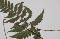 東洋蹄蓋蕨、假蹄蓋蕨藏品圖，第4張