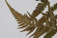 東洋蹄蓋蕨、假蹄蓋蕨藏品圖，第5張