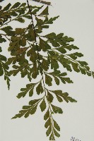 大黑柄鐵角蕨、黃鱗鐵角蕨、大羽鐵角蕨藏品圖，第3張