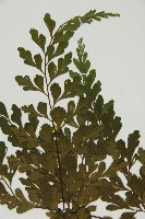 大黑柄鐵角蕨、黃鱗鐵角蕨、大羽鐵角蕨藏品圖，第4張