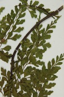 大黑柄鐵角蕨、黃鱗鐵角蕨、大羽鐵角蕨藏品圖，第5張