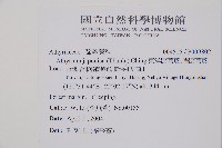 東洋蹄蓋蕨、假蹄蓋蕨藏品圖，第2張