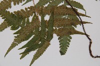 東洋蹄蓋蕨、假蹄蓋蕨藏品圖，第3張