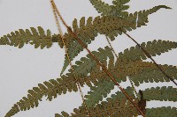 東洋蹄蓋蕨、假蹄蓋蕨藏品圖，第4張