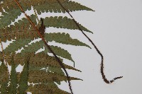 東洋蹄蓋蕨、假蹄蓋蕨藏品圖，第5張