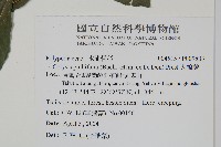 大線蕨藏品圖，第2張