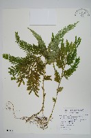 全緣卷柏藏品圖，第1張