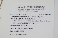 全緣卷柏藏品圖，第2張